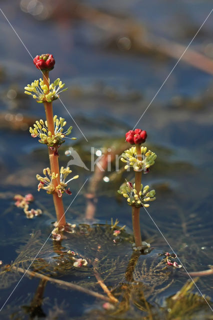 Spiked Watermilfoil (Myriophyllum spicatum)