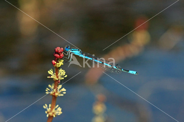 Spiked Watermilfoil (Myriophyllum spicatum)