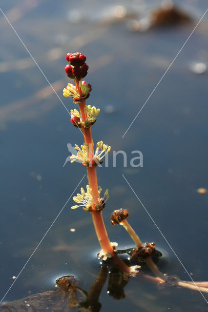 Aarvederkruid (Myriophyllum spicatum)