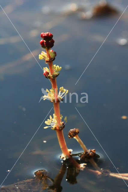 Spiked Watermilfoil (Myriophyllum spicatum)