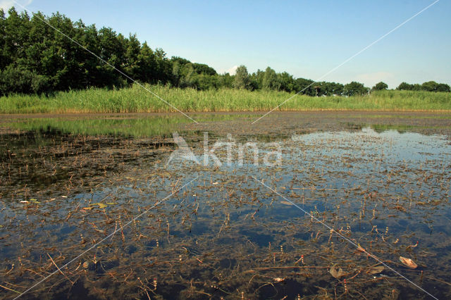 Spiked Watermilfoil (Myriophyllum spicatum)