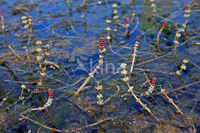 Aarvederkruid (Myriophyllum spicatum)