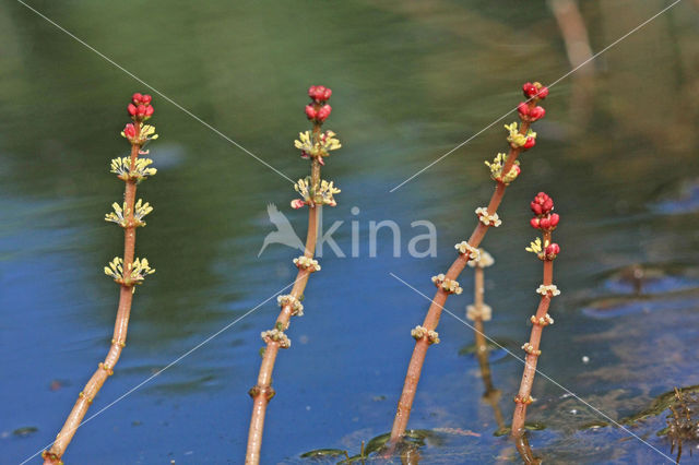 Spiked Watermilfoil (Myriophyllum spicatum)