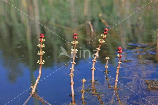 Spiked Watermilfoil (Myriophyllum spicatum)