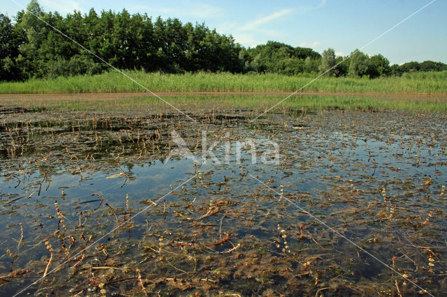 Spiked Watermilfoil (Myriophyllum spicatum)