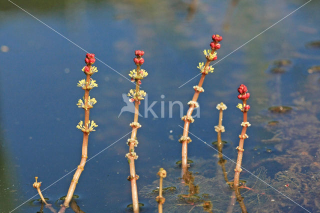 Spiked Watermilfoil (Myriophyllum spicatum)