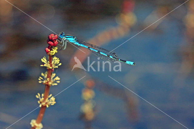 Spiked Watermilfoil (Myriophyllum spicatum)