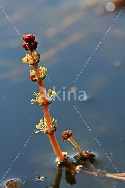 Spiked Watermilfoil (Myriophyllum spicatum)