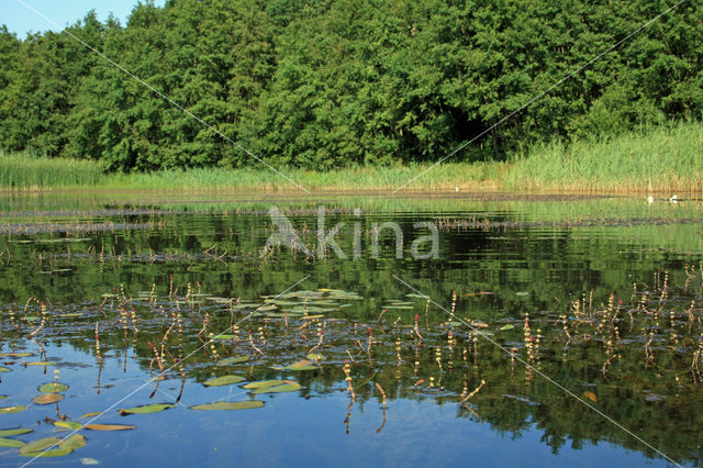 Spiked Watermilfoil (Myriophyllum spicatum)