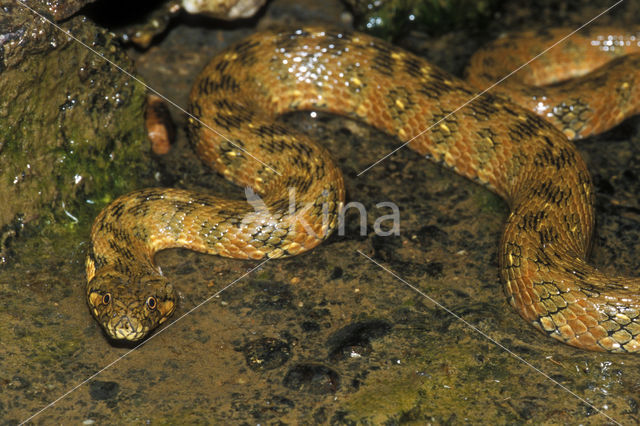 Viperine snake (Natrix maura)