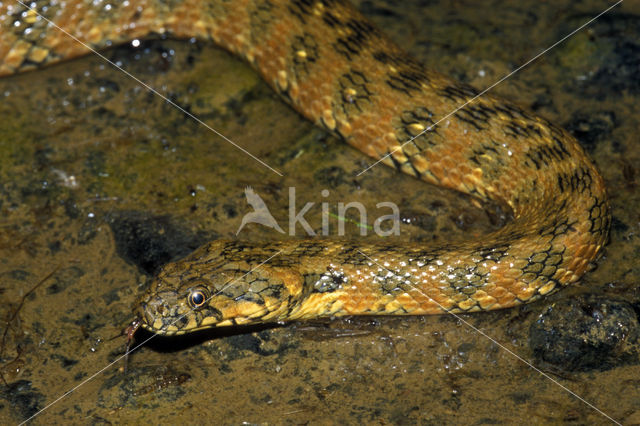 Viperine snake (Natrix maura)