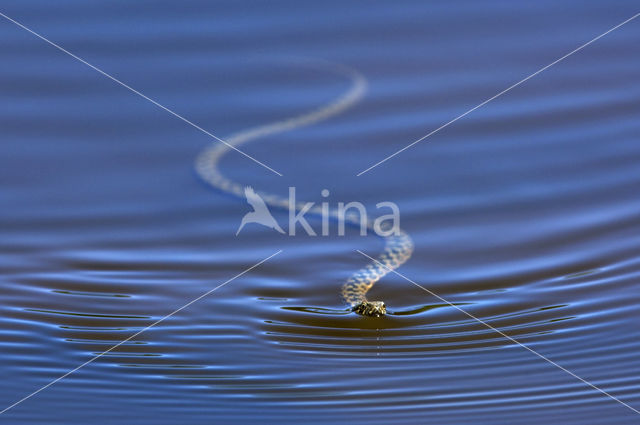 Viperine snake (Natrix maura)