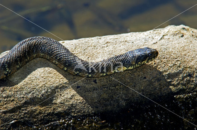 Viperine snake (Natrix maura)