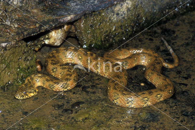 Viperine snake (Natrix maura)