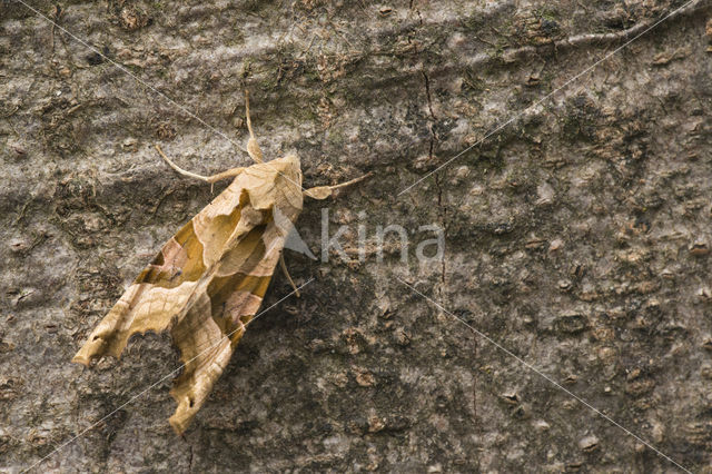 Agaatvlinder (Phlogophora meticulosa)