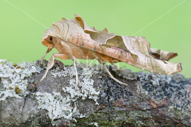 Agaatvlinder (Phlogophora meticulosa)