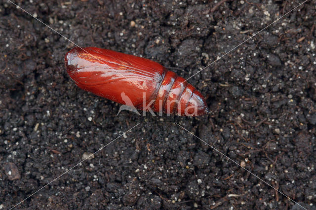 Angle Shades (Phlogophora meticulosa)