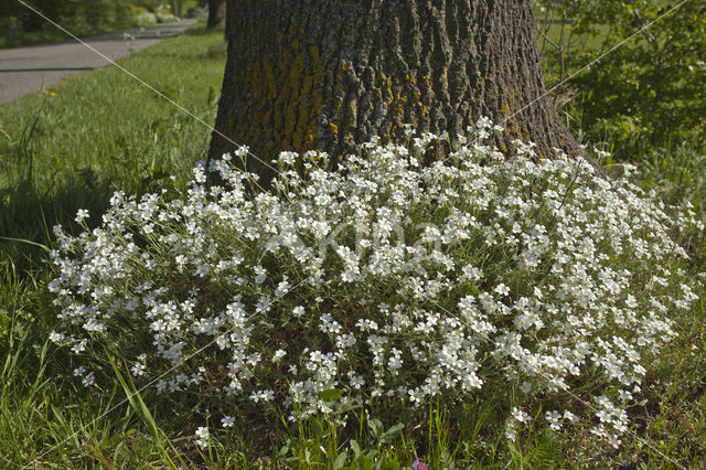 Field Mouse-ear (Cerastium arvense)