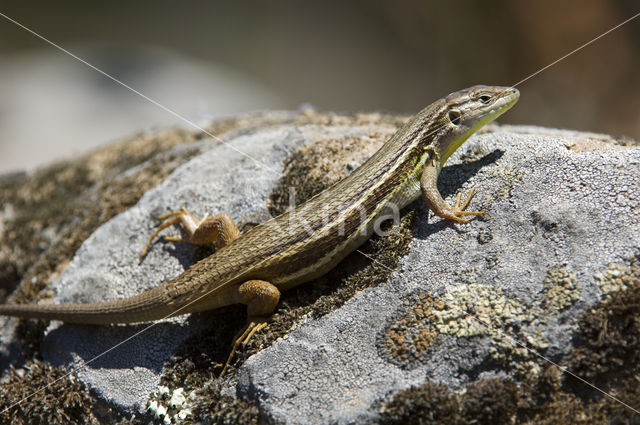 Algerijnse zandloper (Psammodromus algirus)