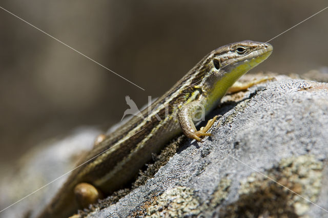 Algerijnse zandloper (Psammodromus algirus)