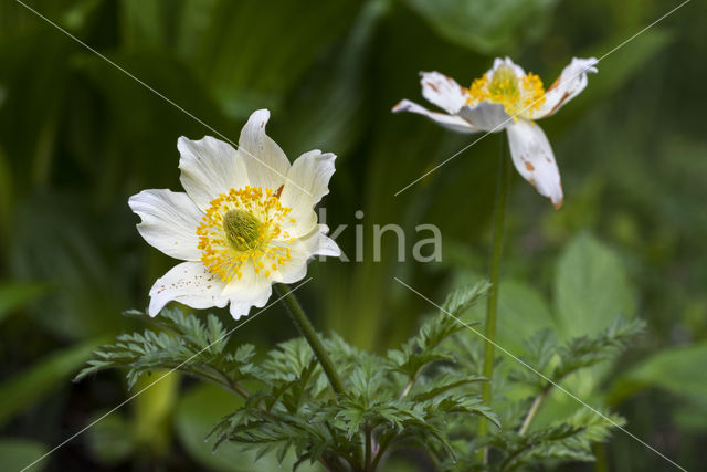 Alpenanemoon (Pulsatilla alpina)