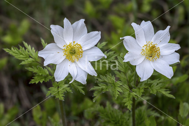 Alpine Pasque Flower (Pulsatilla alpina)