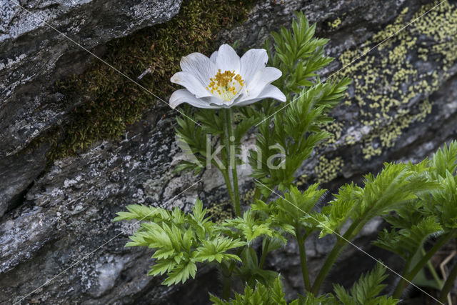 Alpine Pasque Flower (Pulsatilla alpina)