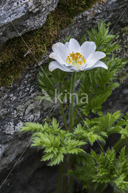 Alpenanemoon (Pulsatilla alpina)