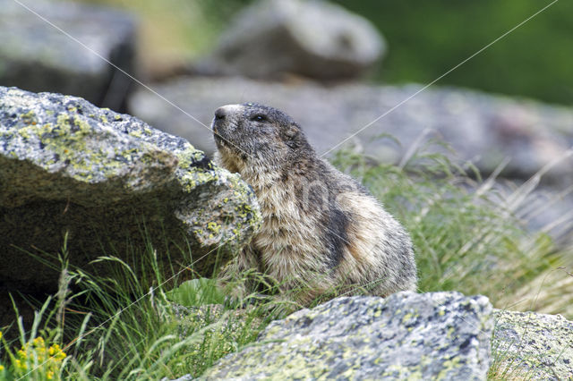 Alpine Marmot (Marmota marmota)