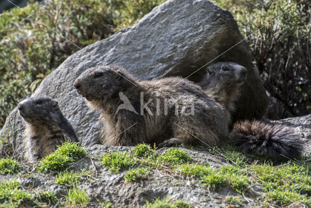 Alpine Marmot (Marmota marmota)