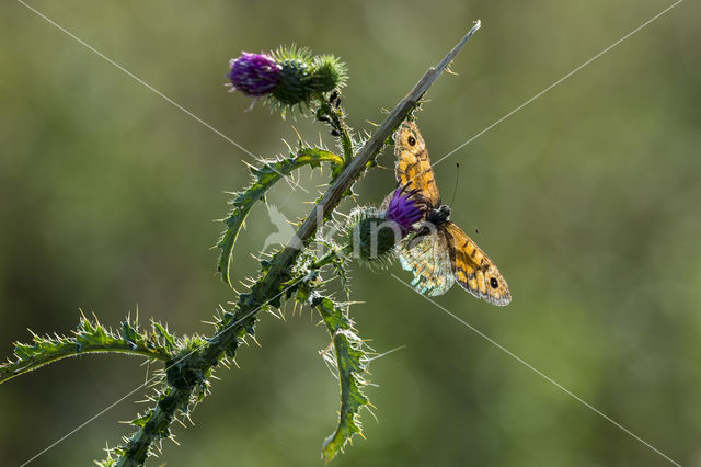 Argusvlinder (Lasiommata megera)