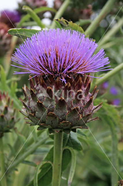 Globe artichoke (Cynara cardunculus var. scolymus)