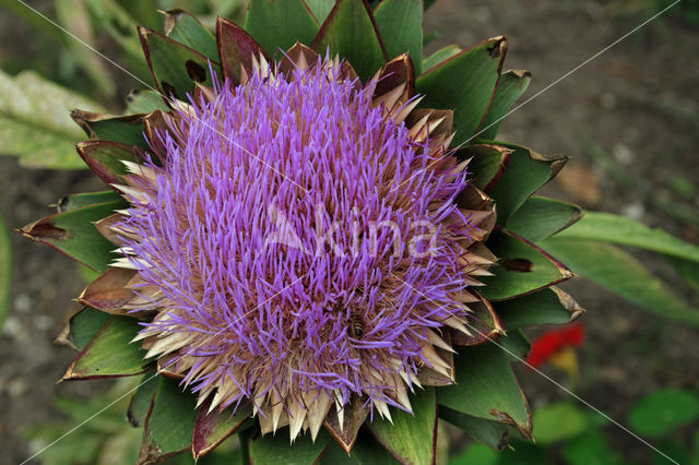 Artisjok (Cynara cardunculus var. scolymus)