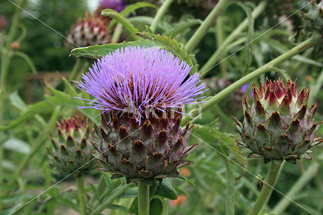 Globe artichoke (Cynara cardunculus var. scolymus)