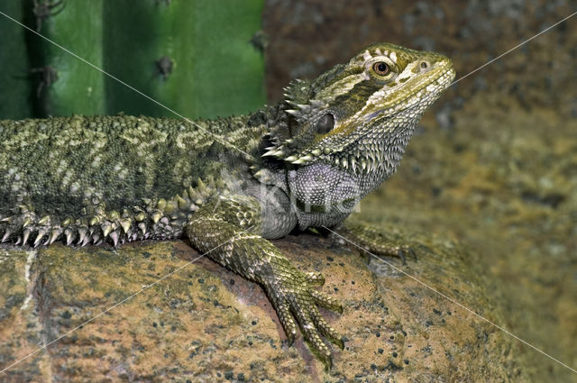 Baardagame (Pogona vitticeps)