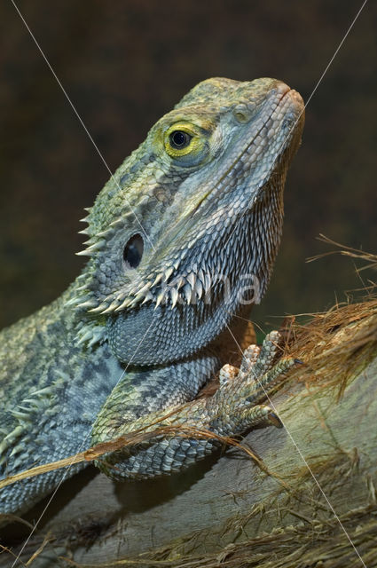 Bearded dragon (Pogona vitticeps)