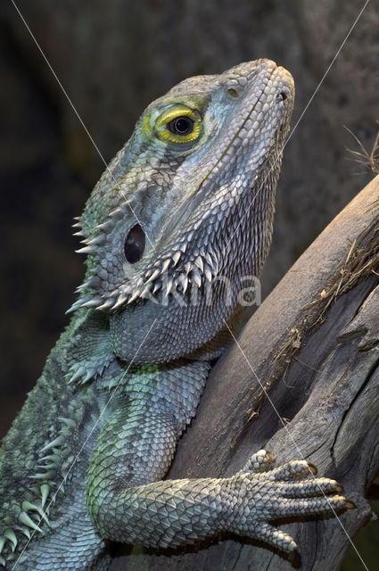 Bearded dragon (Pogona vitticeps)