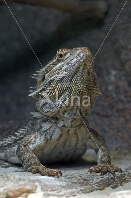 Bearded dragon (Pogona vitticeps)