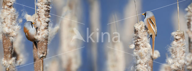 Bearded Reedling (Panurus biarmicus)