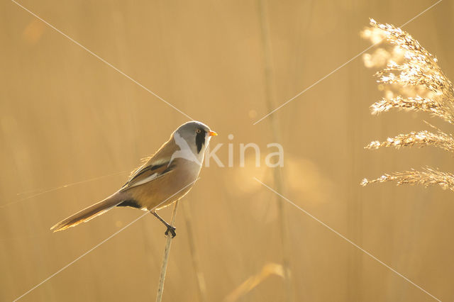 Bearded Reedling (Panurus biarmicus)