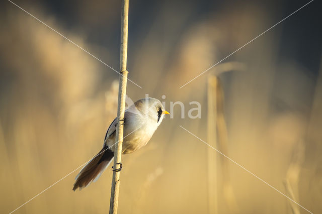 Bearded Reedling (Panurus biarmicus)