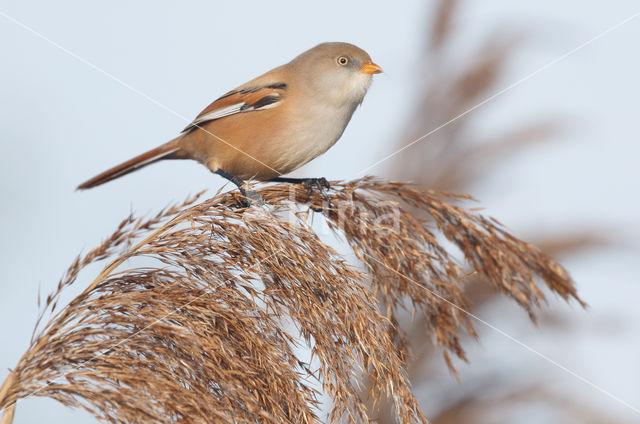 Bearded Reedling (Panurus biarmicus)