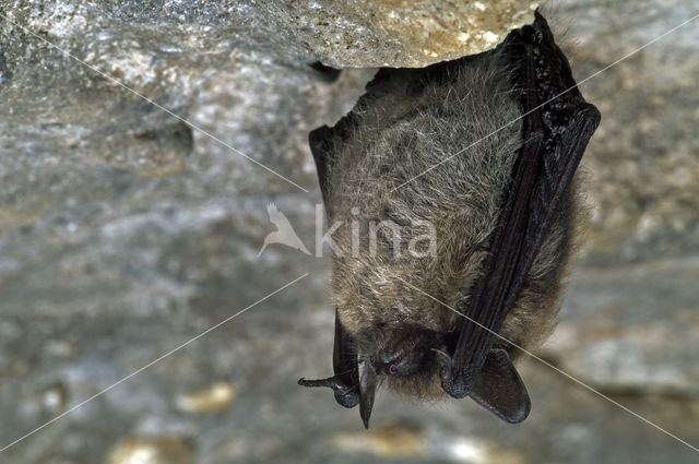 Baardvleermuis (Myotis mystacinus)