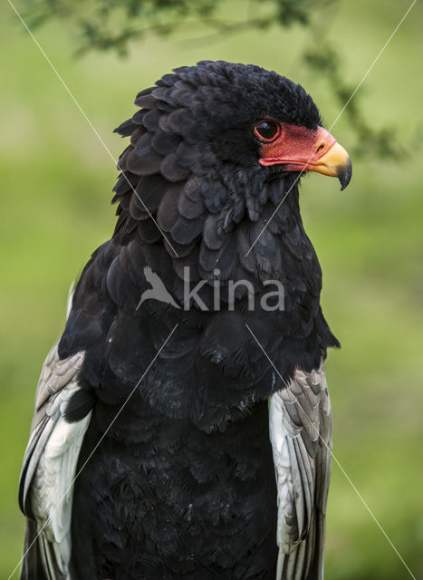 Bateleur