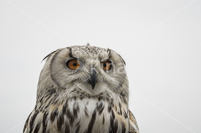 Rock Eagle-Owl (Bubo bengalensis)