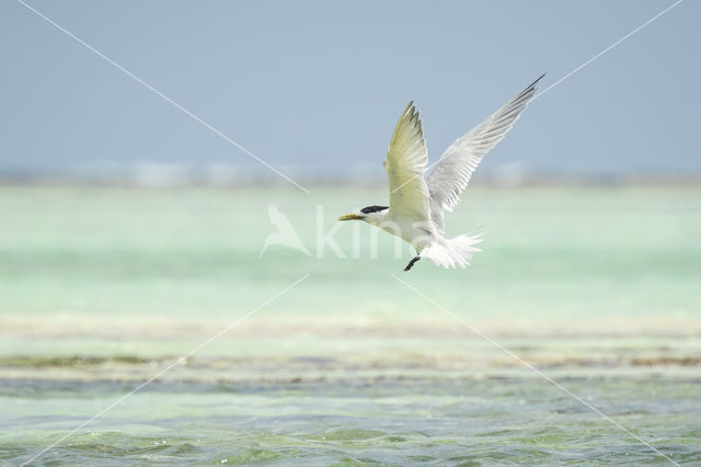 Lesser Crested-Tern (Sterna bengalensis)