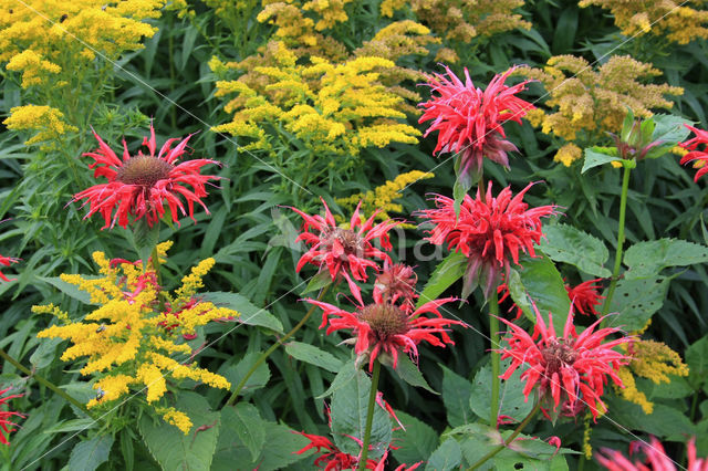 scarlet beebalm (Monarda didyma)