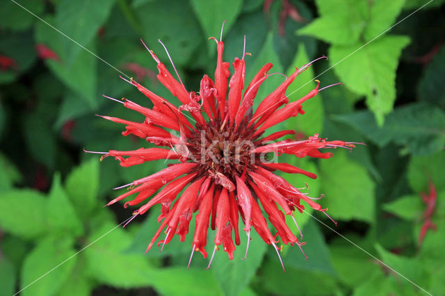 scarlet beebalm (Monarda didyma)