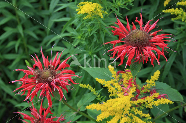 scarlet beebalm (Monarda didyma)