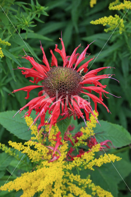 scarlet beebalm (Monarda didyma)